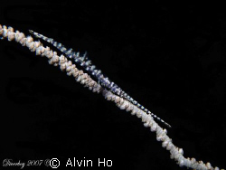 Sawblade Shrimp on whip coral, Lembeh Straits by Alvin Ho 
